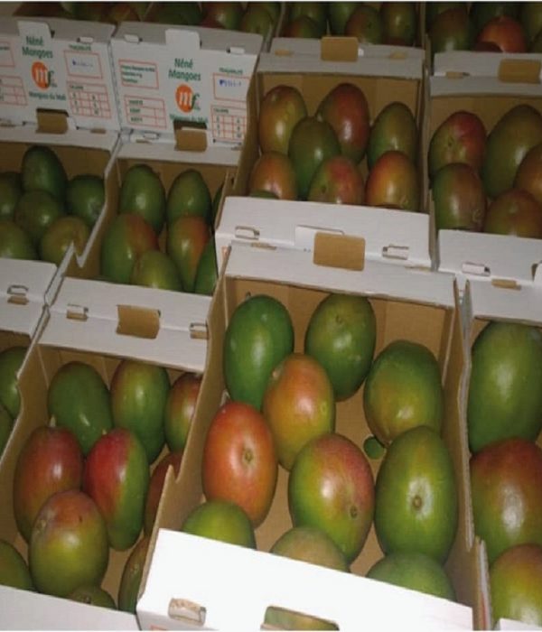 Mangues en carton
